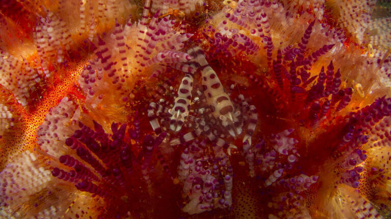 Coleman on Fire by Dheeraj Nanda (17) taken in Ambon, Maluku, Indonesia. The Coleman Shrimp can be spotted seeking refuge among the spines of the urchin, the female being the bigger of the two. Credit: D.Nanda/RSB